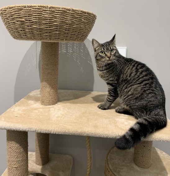 clinica-veterinaria-cat-friendly-covadonga