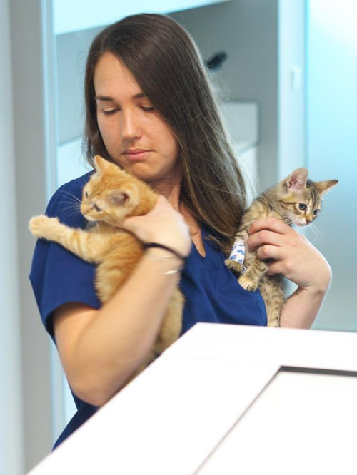 Isa Veterinario Covadonga