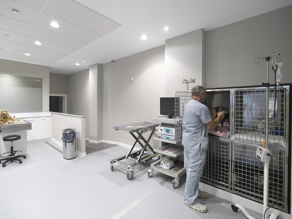 Clinica Veterinaria Covadonga
