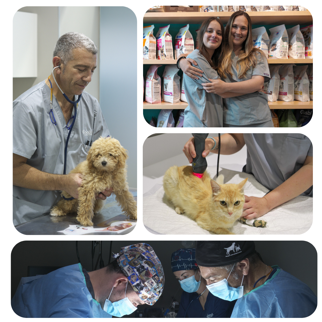Clinica Veterinario Covadonga